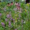 Blumen Schweibenalp